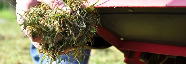 Hand hält gemähten Rasen